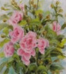 Kletterrose im Spaet...