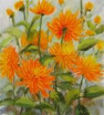Orange Dahlien