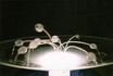 Wasseranemone