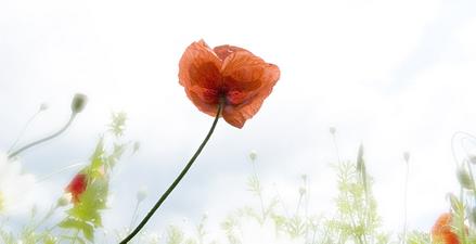 Mohnblume