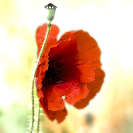 Mohnblume im Quadrat