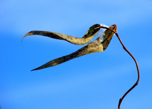 Pr�historischer Vogel