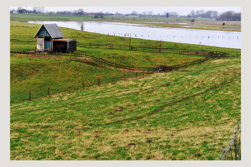 Wiese am Altrhein