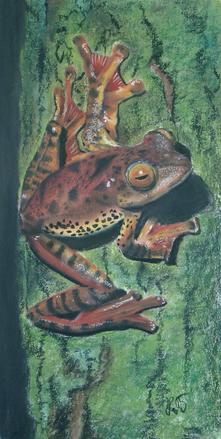 Frosch - Rhacophorus pardalis