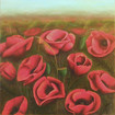 Klatschmohn